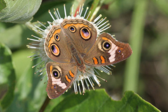 Картинка животные бабочки +мотыльки +моли бабочка