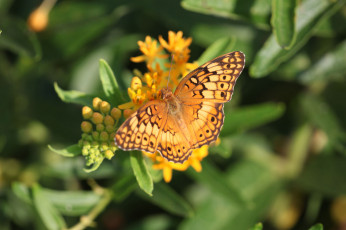 Картинка животные бабочки +мотыльки +моли бабочка