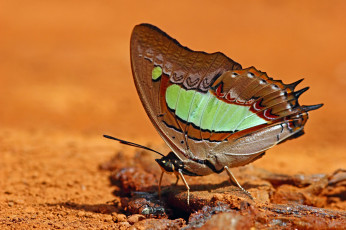 Картинка животные бабочки +мотыльки +моли макро бабочка крылья