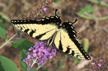 Картинка животные бабочки +мотыльки +моли бабочка