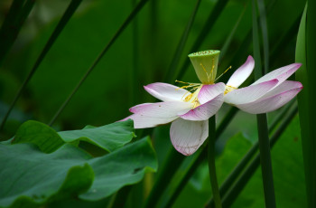 Картинка цветы лотосы листья лепестки