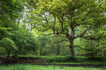 Картинка природа лес трава деревья