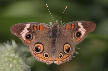 Картинка животные бабочки +мотыльки +моли бабочка