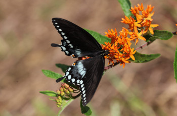 Картинка животные бабочки +мотыльки +моли бабочка