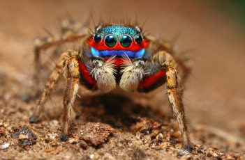 Картинка животные пауки паук макро лапки глазки фон джампер