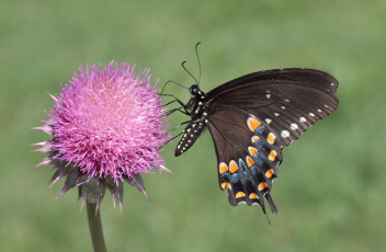 Картинка животные бабочки +мотыльки +моли бабочка