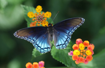 Картинка животные бабочки +мотыльки +моли бабочка