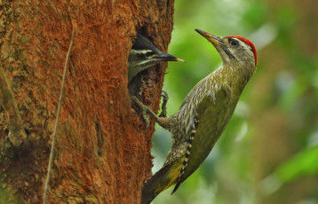 Картинка животные дятлы дятел птица птенец дупло дерево