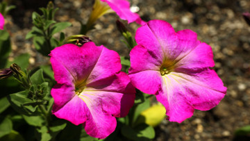 Картинка цветы петунии +калибрахоа петуния природа клумба луг сад лепестки