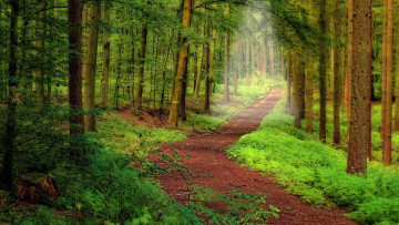 Картинка природа дороги тропинка лес