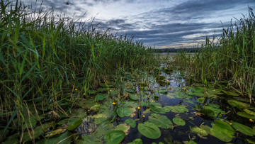 Картинка природа реки озера заросли заводь река