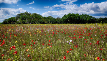 Картинка природа луга лес цветы трава