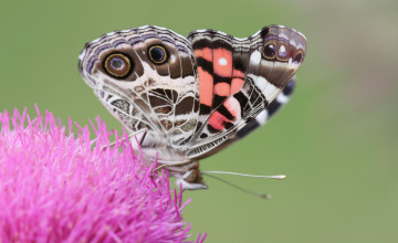 Картинка животные бабочки +мотыльки +моли бабочка
