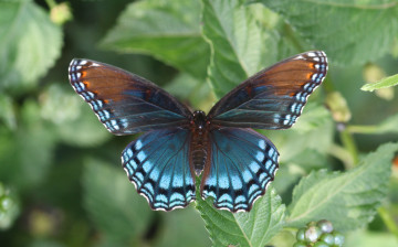 Картинка животные бабочки +мотыльки +моли бабочка