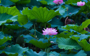 Картинка цветы лотосы листья лепестки