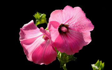 Картинка цветы мальвы роса капли макро лепестки мальва краски