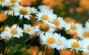 Картинка цветы ромашки природа луг сад лепестки