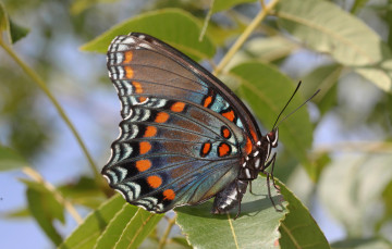 Картинка животные бабочки +мотыльки +моли бабочка
