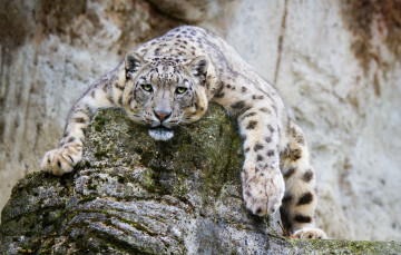 Картинка животные снежный+барс+ ирбис барс морда лапы лежит отдых камни скалы зоопарк