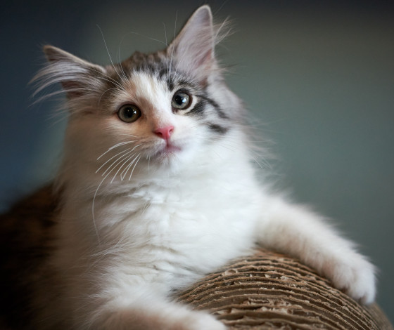 Обои картинки фото животные, коты, кошка, взгляд, коте, киса, кот