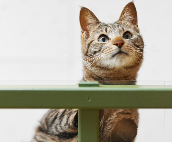 Обои картинки фото животные, коты, взгляд, коте, кошка, кот, киса