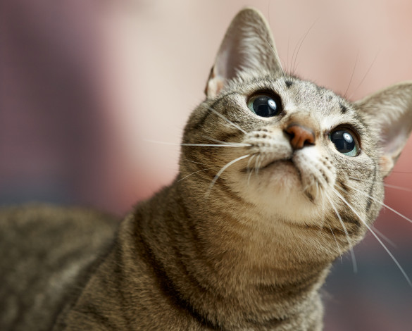 Обои картинки фото животные, коты, взгляд, коте, кошка, кот, киса