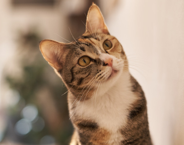 Обои картинки фото животные, коты, кошка, кот, киса, взгляд, коте