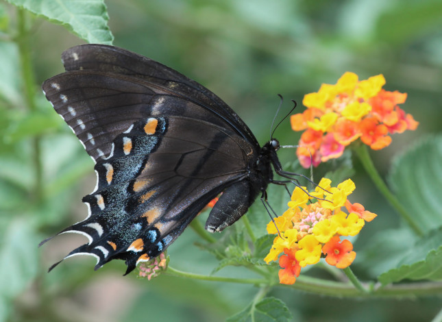 Обои картинки фото животные, бабочки,  мотыльки,  моли, бабочка