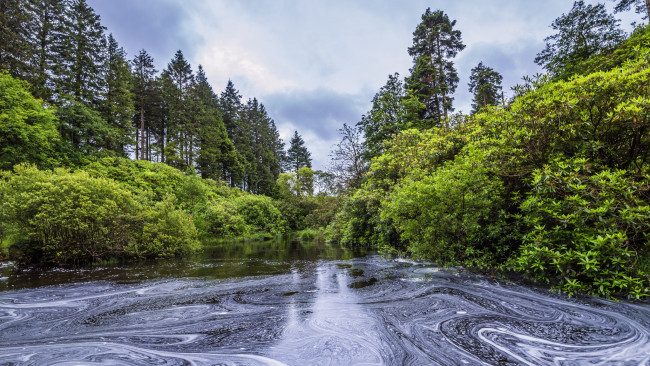 Обои картинки фото природа, реки, озера, река, лес