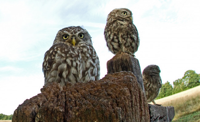 Обои картинки фото животные, совы, домовый, сыч, трио, птицы
