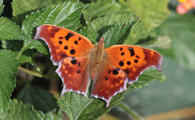 Обои картинки фото животные, бабочки,  мотыльки,  моли, бабочка