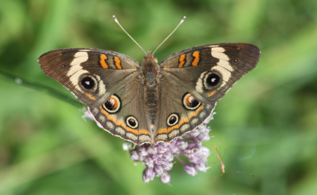 Обои картинки фото животные, бабочки,  мотыльки,  моли, бабочка