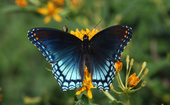 Обои картинки фото животные, бабочки,  мотыльки,  моли, бабочка