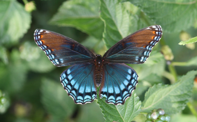 Обои картинки фото животные, бабочки,  мотыльки,  моли, бабочка