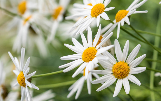 Обои картинки фото цветы, ромашки, лепестки, луг, сад