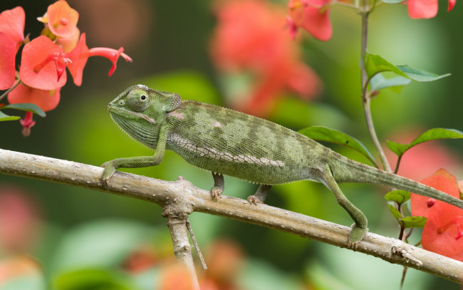 Обои картинки фото животные, хамелеоны, макро, цветы, ветка, хамелеон