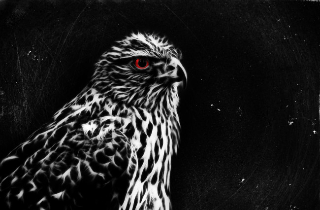 Обои картинки фото разное, компьютерный дизайн, орел, фон