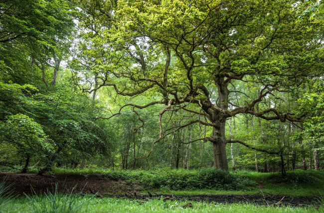 Обои картинки фото природа, лес, трава, деревья