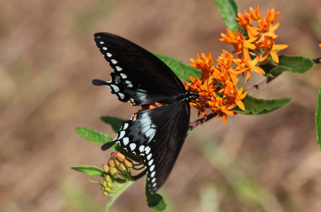 Обои картинки фото животные, бабочки,  мотыльки,  моли, бабочка