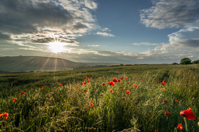 Обои картинки фото природа, восходы, закаты, рассвет, цветы, трава, лес