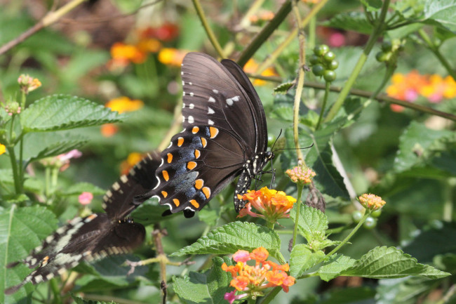 Обои картинки фото животные, бабочки,  мотыльки,  моли, бабочка
