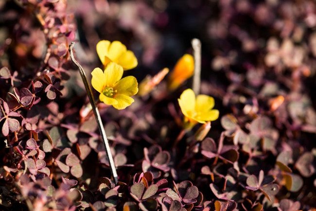 Обои картинки фото цветы, луговые , полевые,  цветы, трава, жёлтые, ковёр, макро, растения