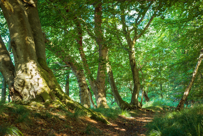 Обои картинки фото природа, дороги, тропинка, лес