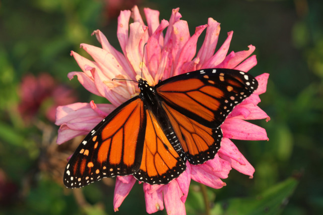 Обои картинки фото животные, бабочки,  мотыльки,  моли, бабочка