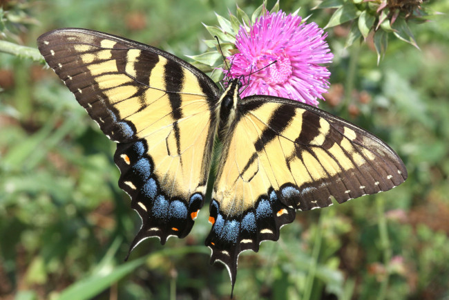 Обои картинки фото животные, бабочки,  мотыльки,  моли, бабочка