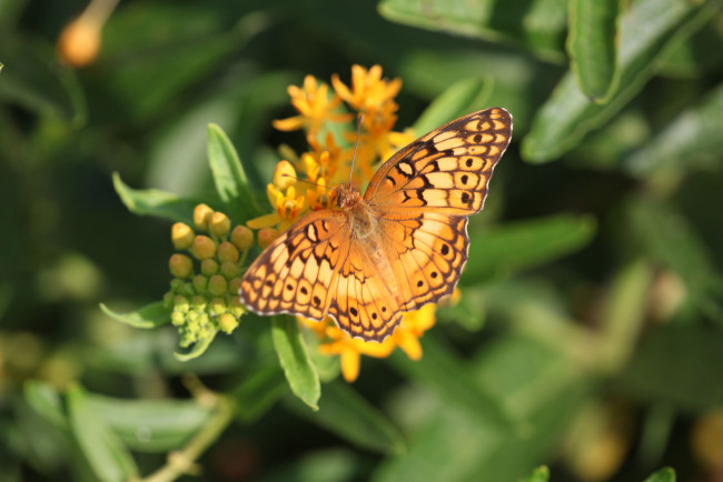 Обои картинки фото животные, бабочки,  мотыльки,  моли, бабочка