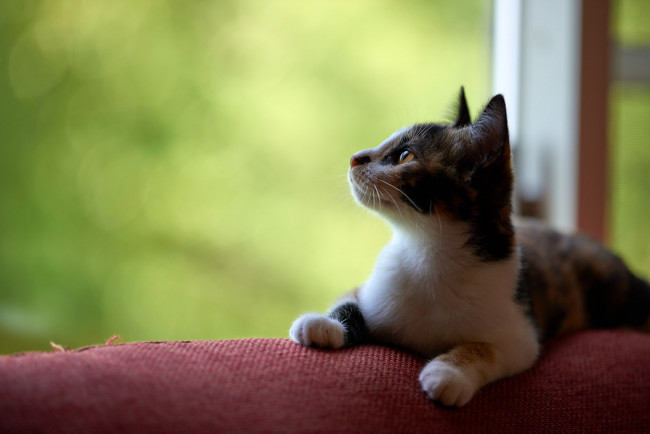 Обои картинки фото животные, коты, кошка, кот, коте, киса