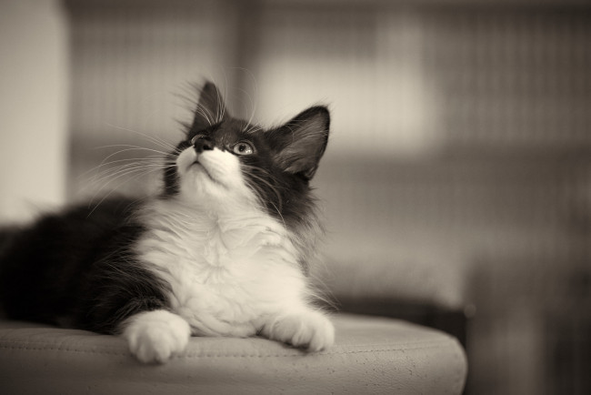 Обои картинки фото животные, коты, кошка, взгляд, кот, коте, киса