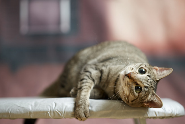 Обои картинки фото животные, коты, коте, кошка, кот, киса, взгляд