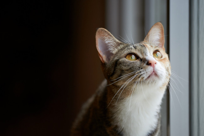 Обои картинки фото животные, коты, портрет, взгляд, кошка, кот, коте, киса